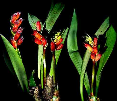 Cryptochilus sanguinea